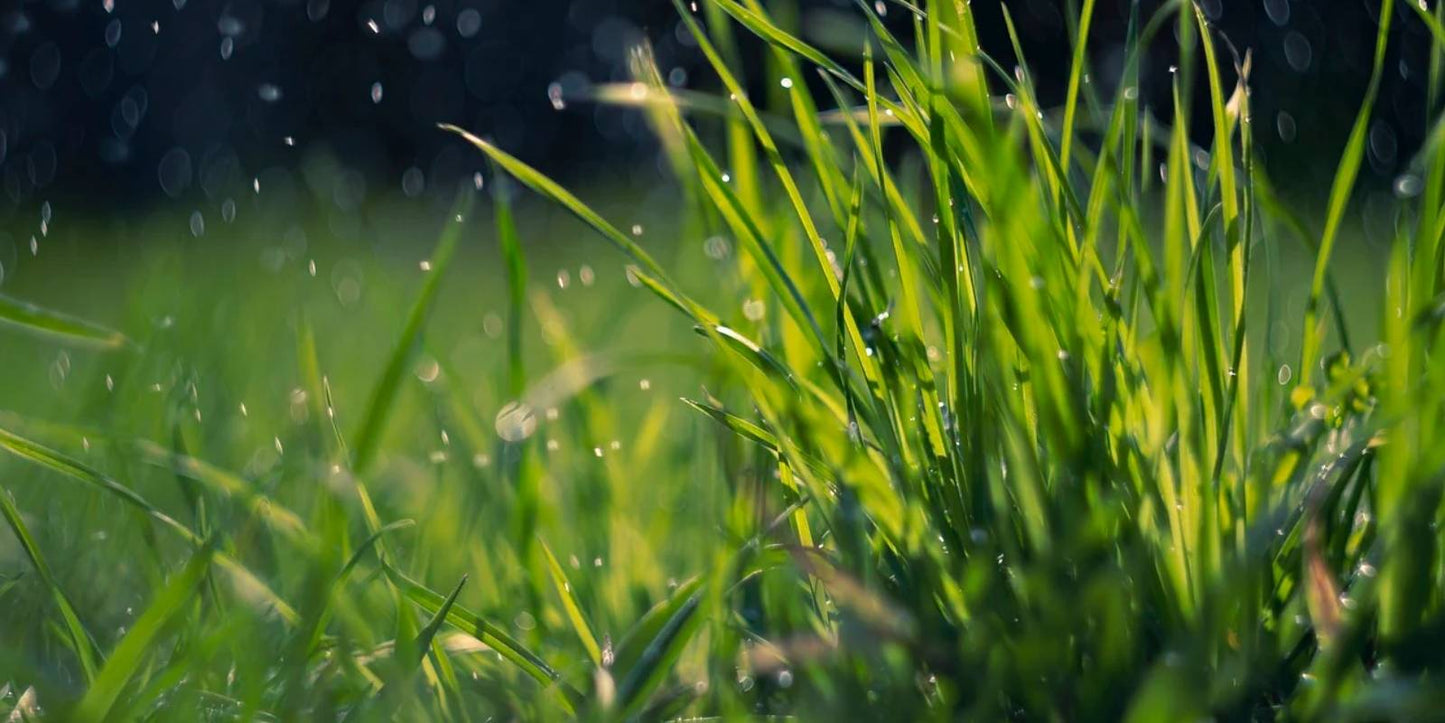 veel naaktslakken na regen
