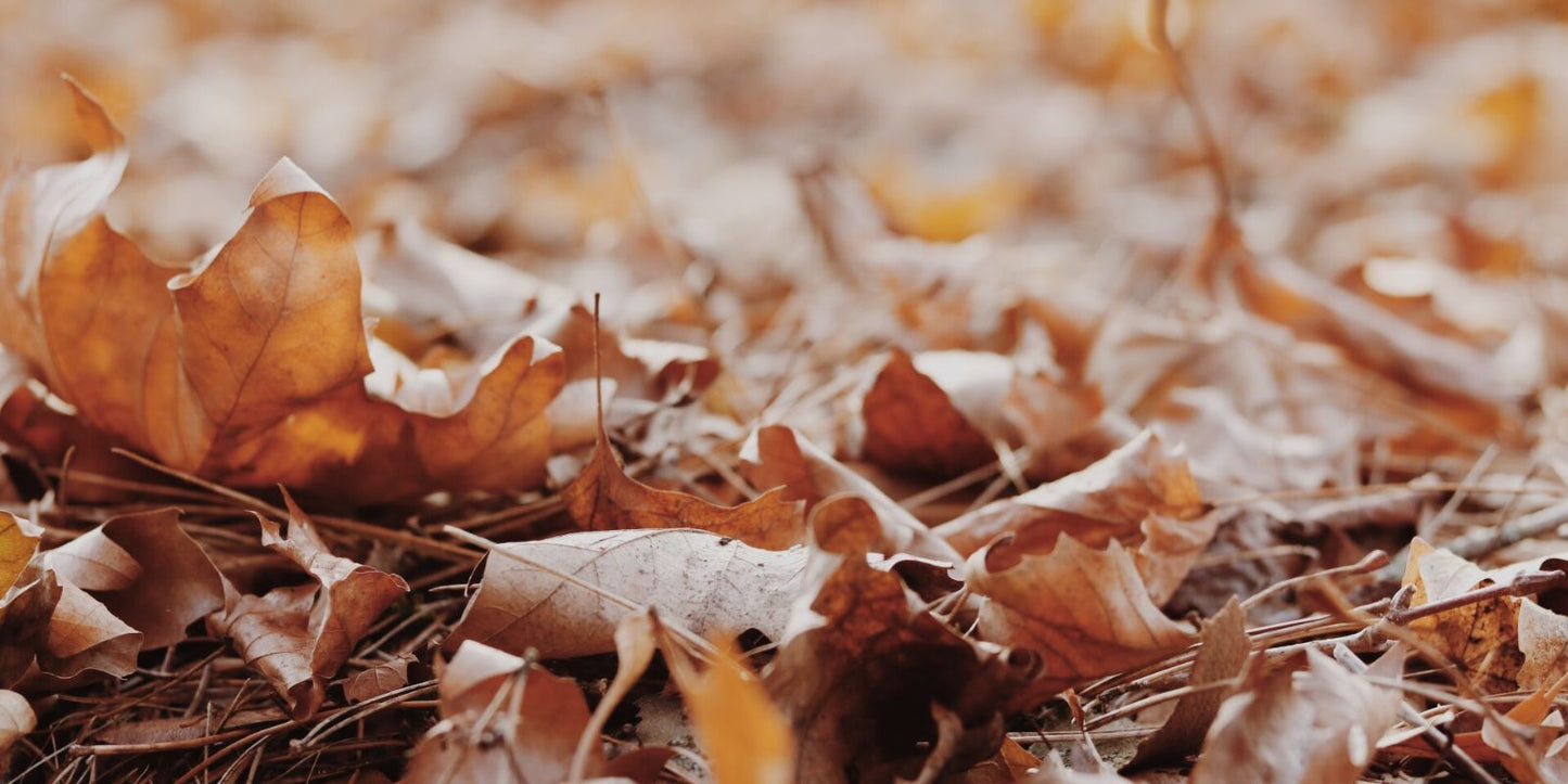 Tuinkalender november