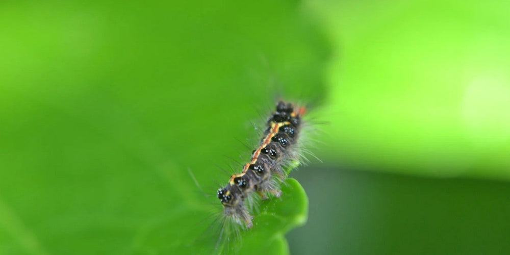 Chemische bestrijdingsmiddelen vs biologische bestrijdingsmiddelen: Wat is beter?