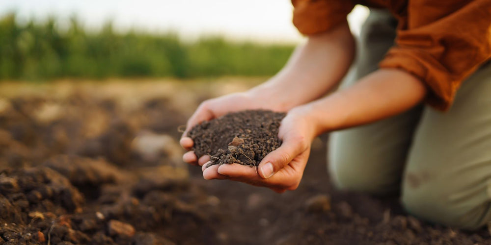 Voorkom plagen in je tuin met een gezonde bodem