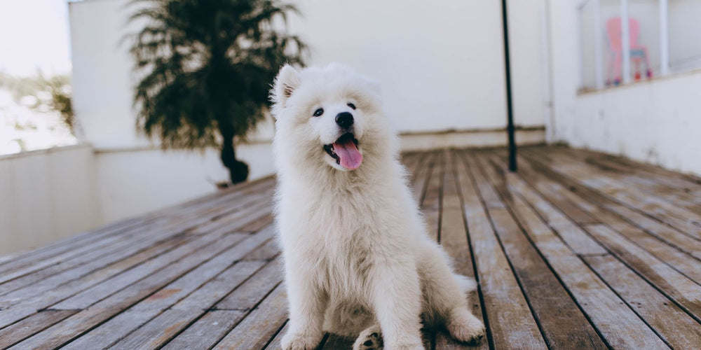 Wanneer kun je teken en vlooien het beste bestrijden met aaltjes?