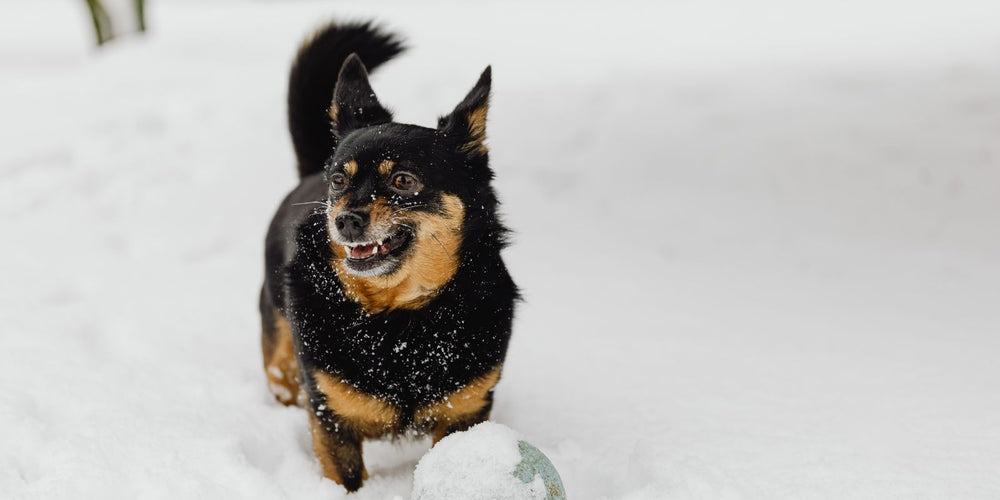 Kun je teken en vlooien bestrijden met aaltjes in de winter?