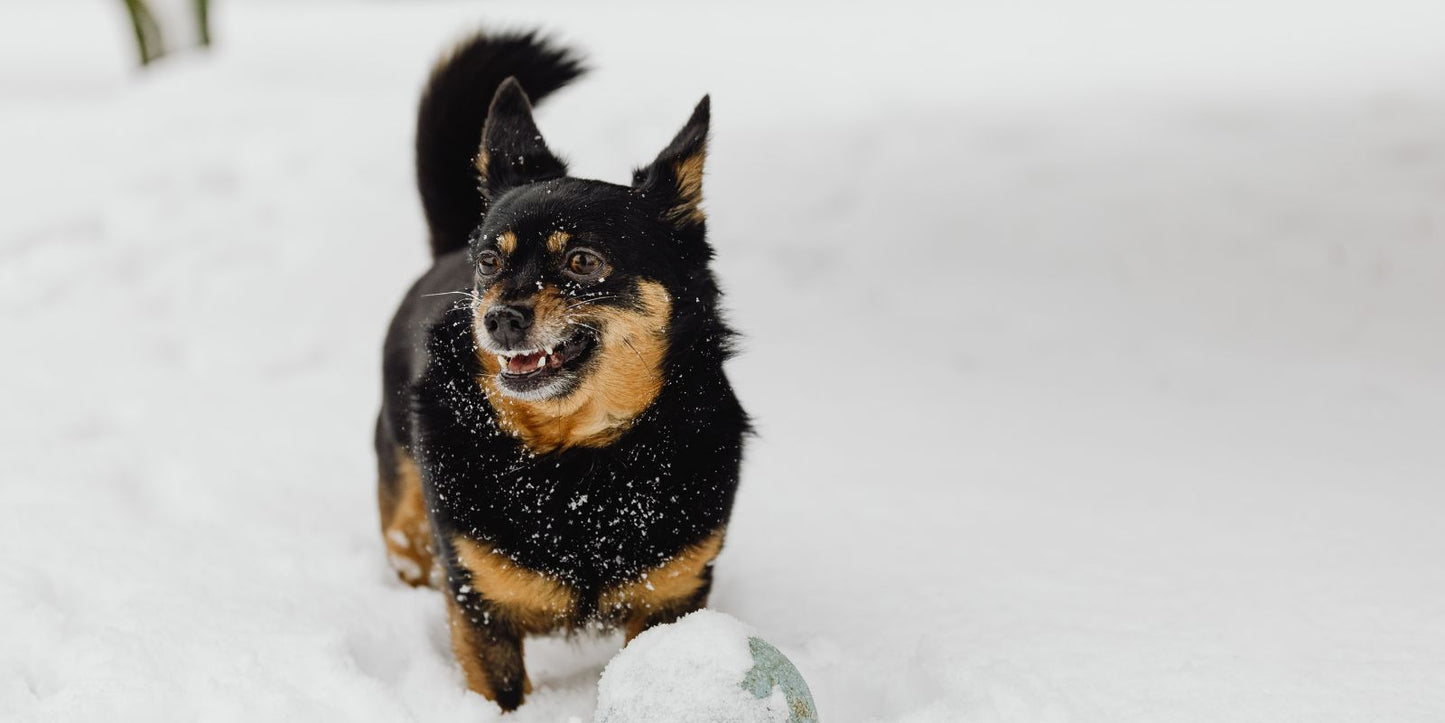Kun je teken en vlooien bestrijden met aaltjes in de winter?