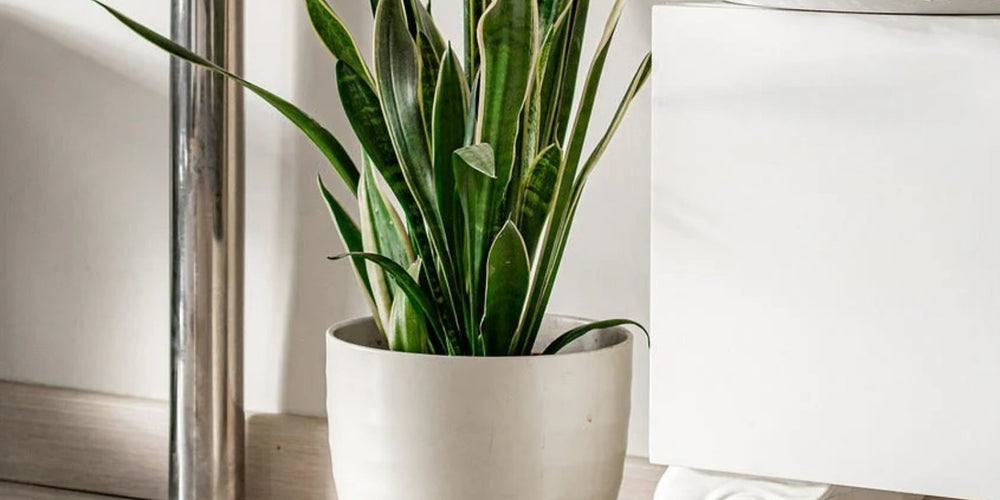 Mooie kamerplant