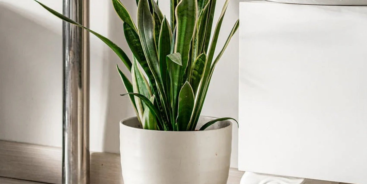 Mooie kamerplant