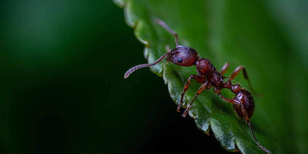 Kunnen aaltjes mieren doden?