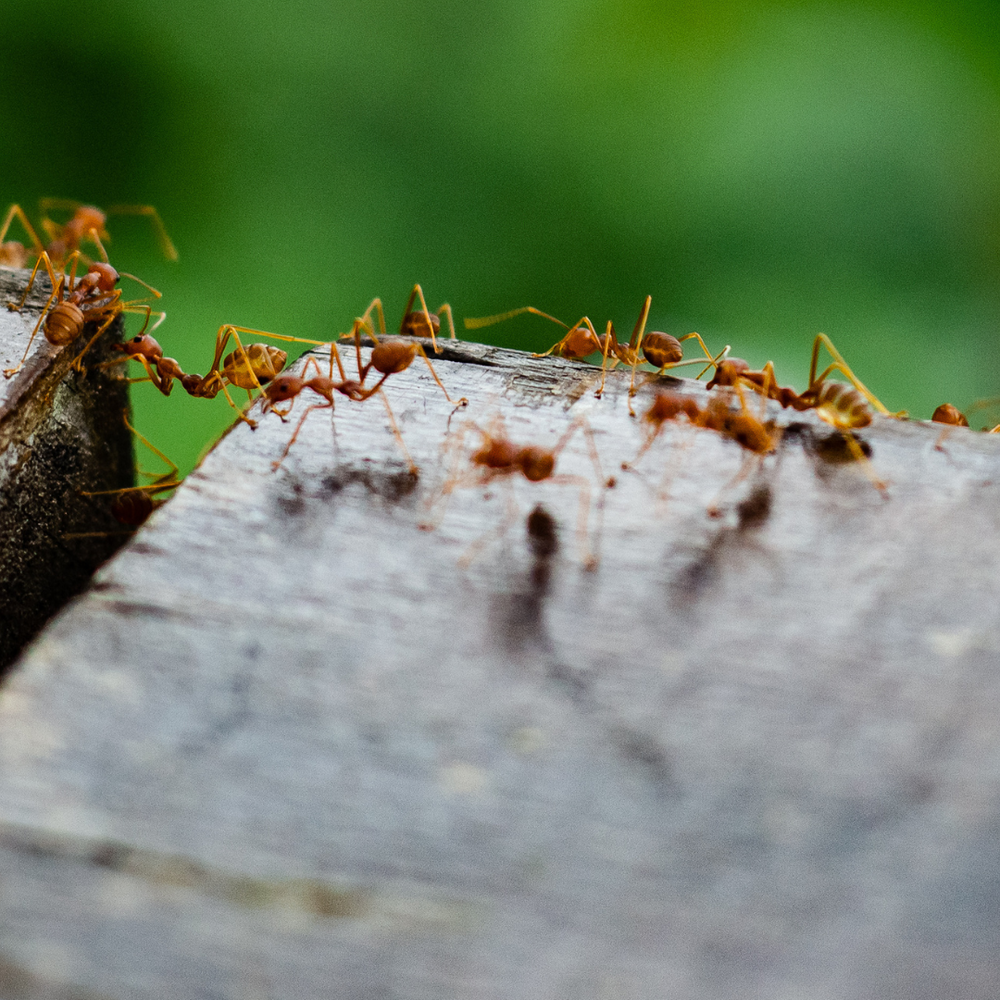 5 Tips om Mieren te Bestrijden