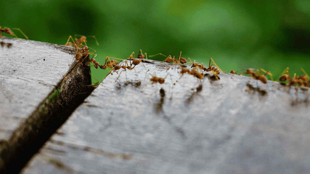 Mieren Bestrijden en Voorkomen: Zo Houd Je Ze Uit Huis en Tuin