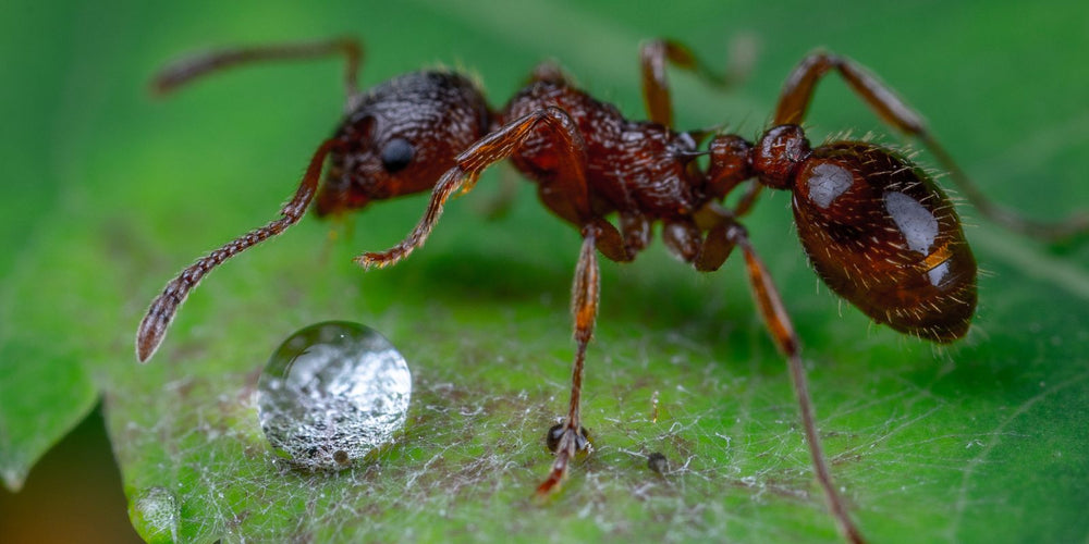 Hoe lang blijven mieren leven?