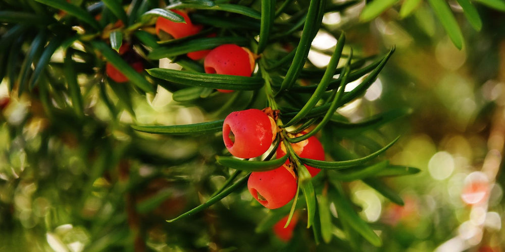 Kun je taxuskevers bestrijden met aaltjes in de winter?