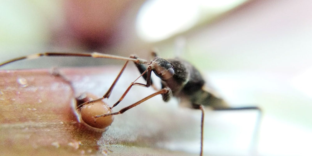 oma weet raad: trips bestrijden