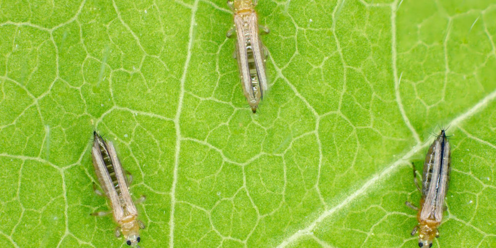 Biologische bestrijden trips