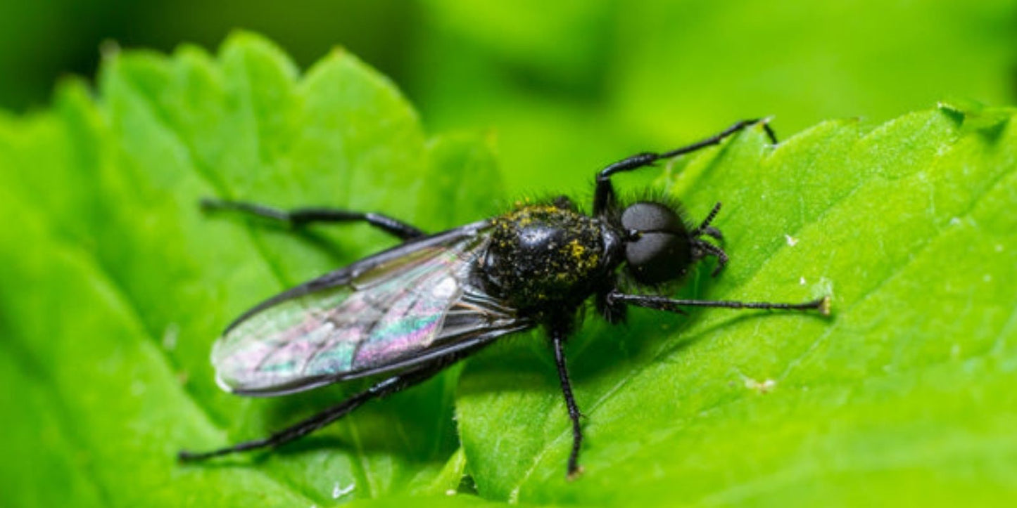 rouwvliegjes bestrijden met kaneel