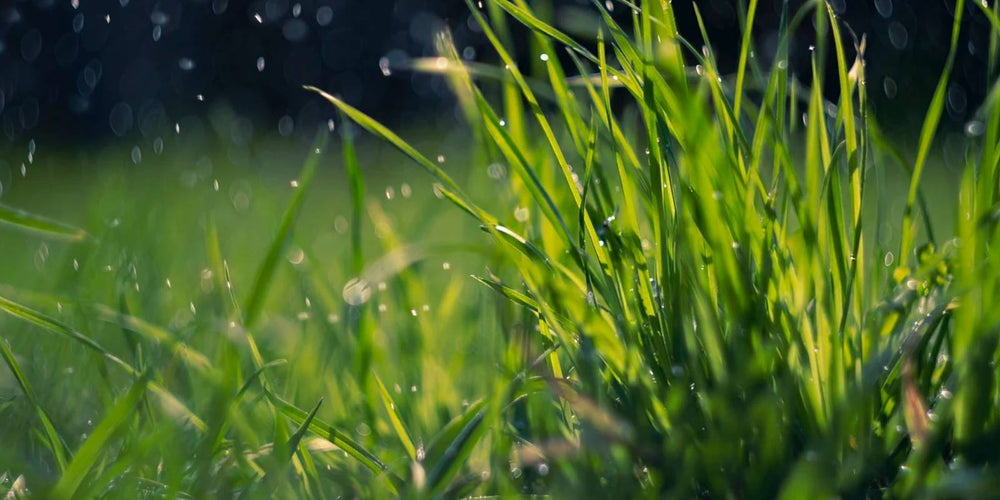 veel naaktslakken na regen
