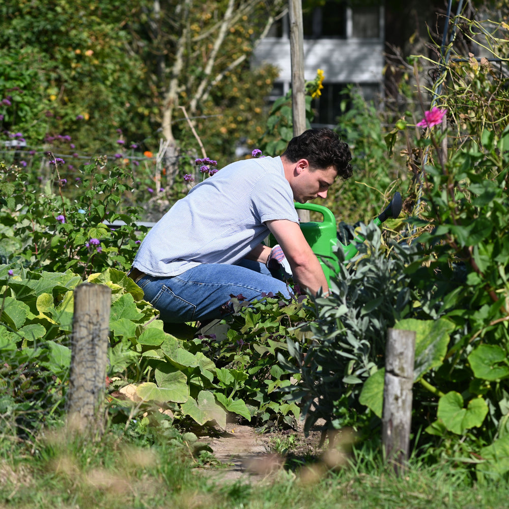 
                      
                        Nématodes contre le scolyte de l'if
                      
                    