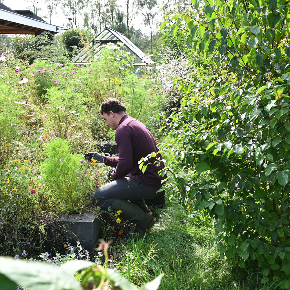 
                      
                        Nématodes contre les fourmis
                      
                    