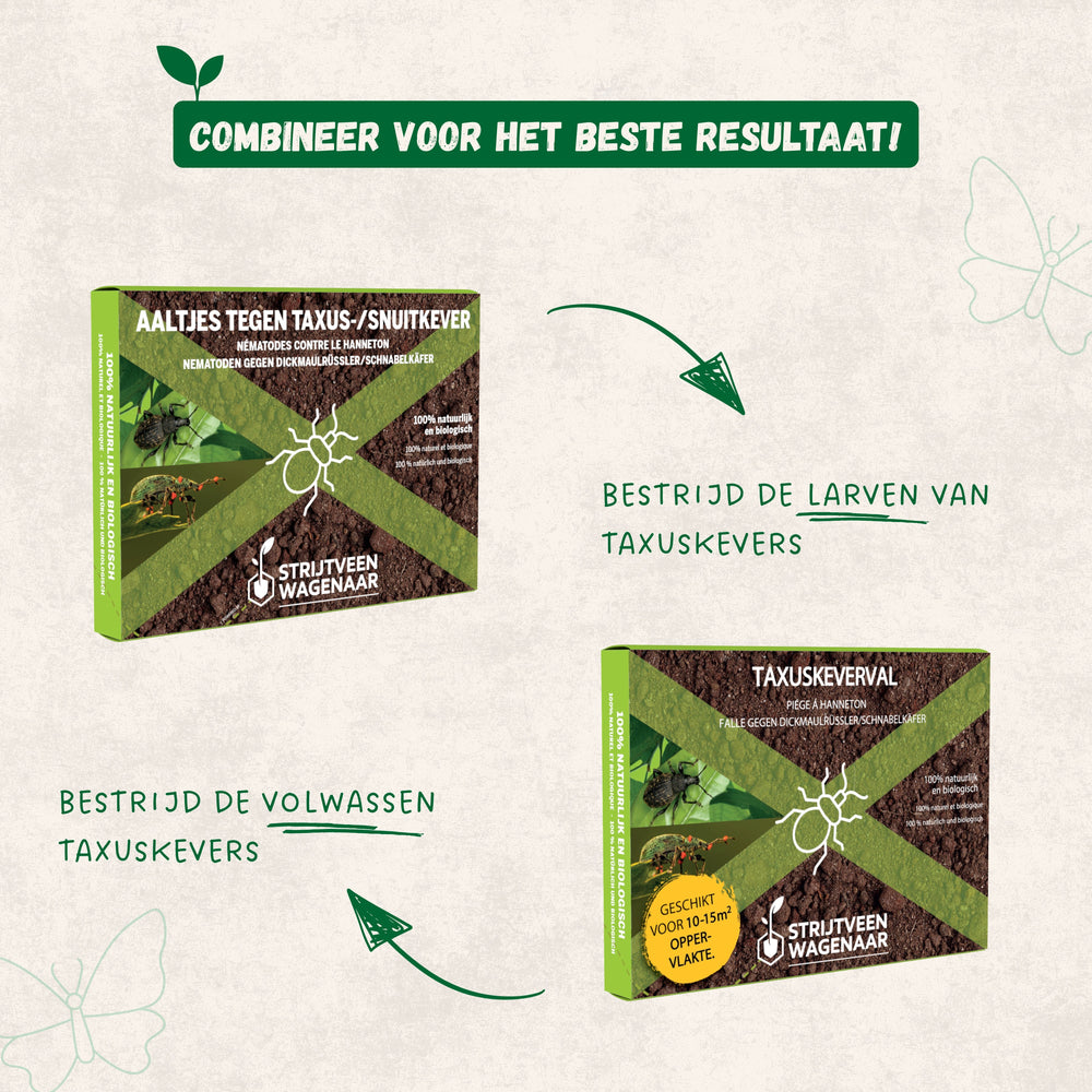 
                      
                        Nématodes contre le scolyte de l'if
                      
                    