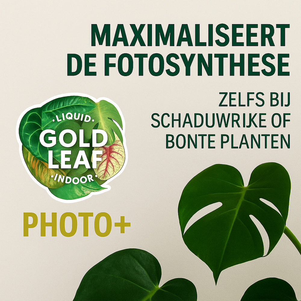 
                      
                        Liquid Gold Leaf Photo+ 250ml
                      
                    
