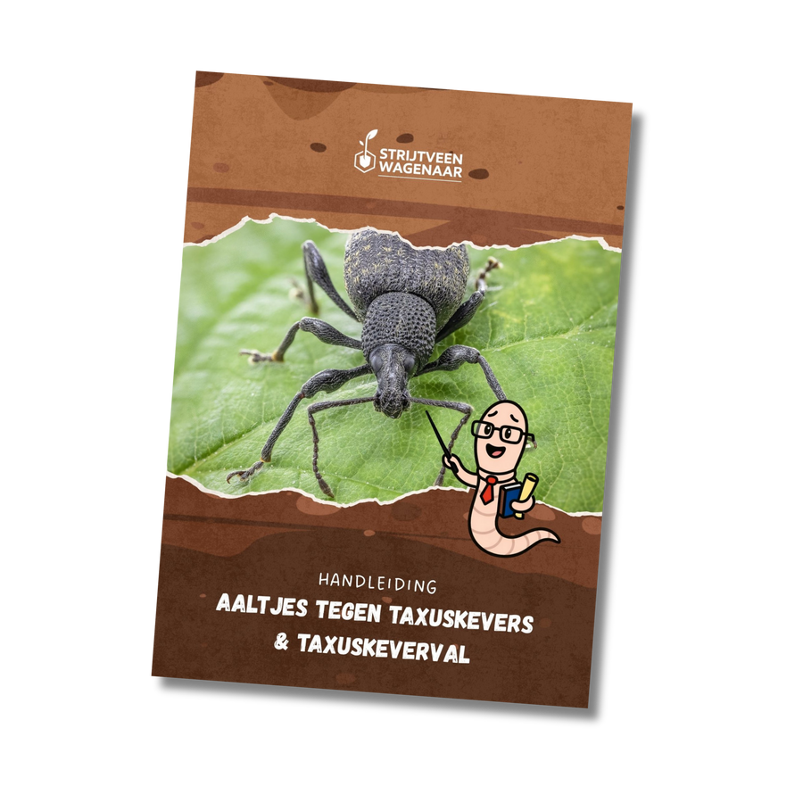 Taxuskevers