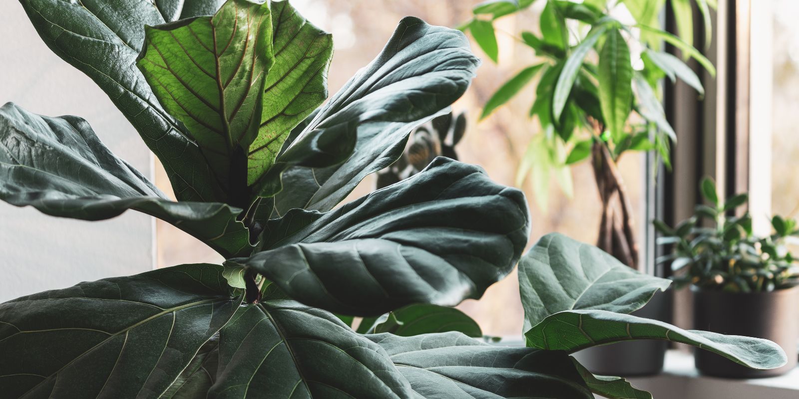 Groeien je planten niet zoals je hoopt?