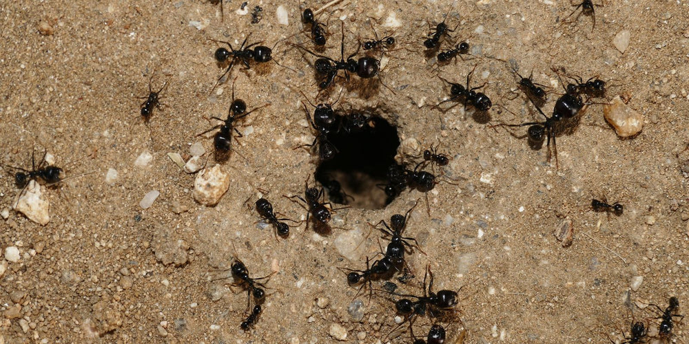 Foto van één van onze klanten