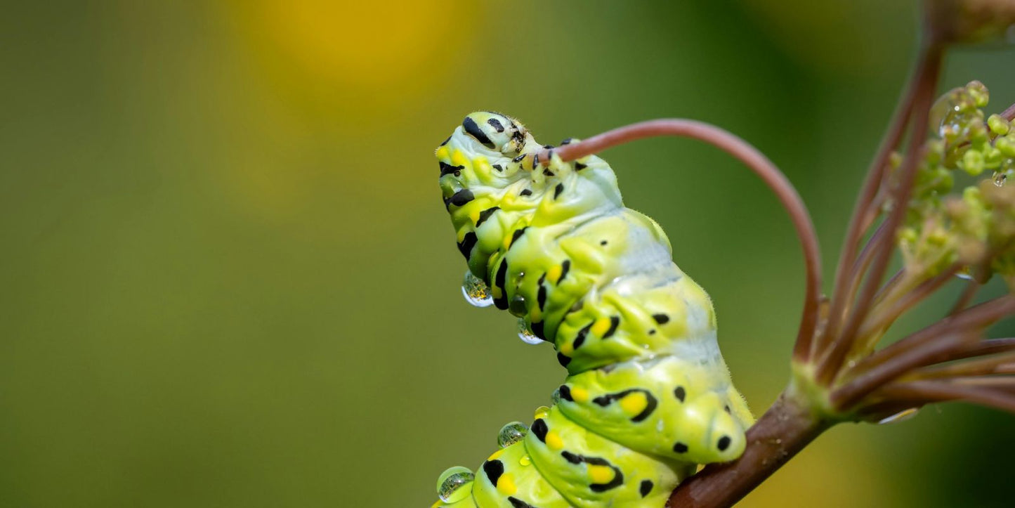 Aaltjes Tegen Ongedierte