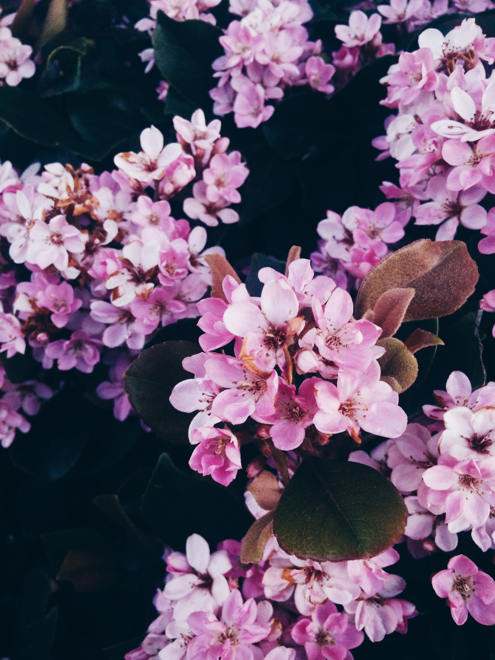 Wil je meer kleur, meer leven en meer natuur in je tuin?