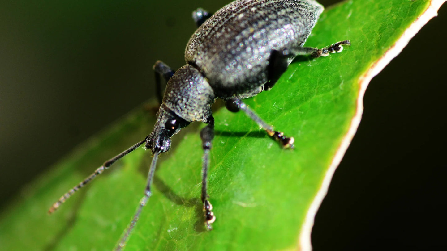 Aaltjes Tegen Ongedierte